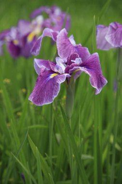 Bahçede yetişen güzel mor iris çiçeği