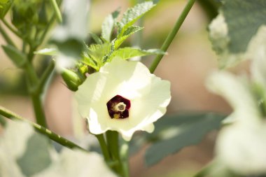 Bahçedeki güzel beyaz çiçeğin yakın görüntüsü