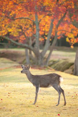 Güneşli bir günde sonbahar ormanında sevimli bir geyik. 