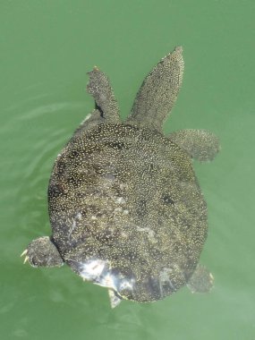 Sudaki bir deniz kaplumbağasına yaklaş 