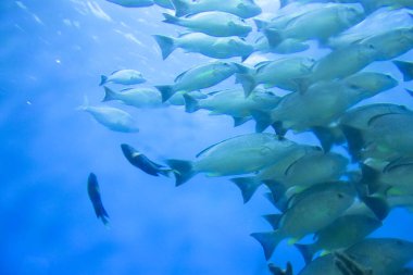 Okyanustaki balıklar