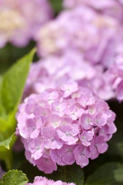 Bahar bahçesinde güzel pembe ortanca çiçekleri      