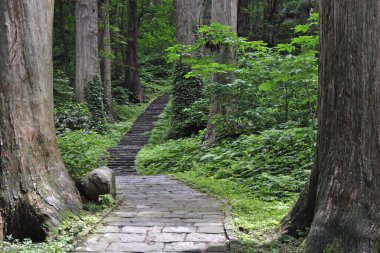 Taştan yollar yemyeşil orman ağaçlarının arasından geçiyor.