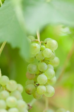Üzüm bağında yeşil yapraklı beyaz üzümlerin yakın çekim görüntüsü 
