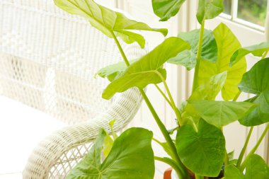 Yeşil yapraklı saksı bitkisi. 