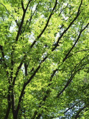 Mavi gökyüzünün arka planında yeşil ağaçlar