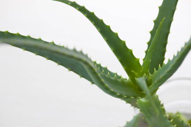 aloe vera bitkisi beyaz arkaplanda izole