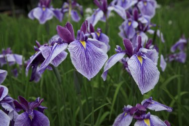 Bahçedeki güzel çiçekler