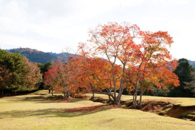Japon parkında sonbahar renkleri. Kırmızı yapraklı ağaçlar 