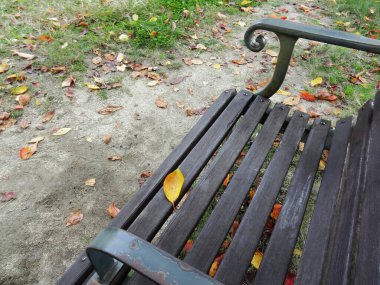 Sonbahar parkındaki boş ahşap bankın yakın çekim görüntüsü 