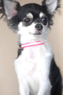 Beyaz ve pembe yakalı köpek chihuahua.