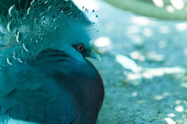 Renkli tüyleri ve arması olan bir kuş.