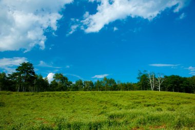 Yazın arka planda yeşil çayır gökyüzü ve ormanın güzel manzarası 