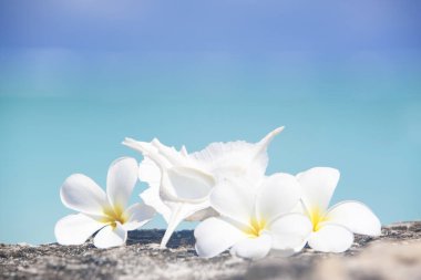 Güzel tropikal sahildeki beyaz frangipani çiçeklerinin yakın plan görüntüsü.               