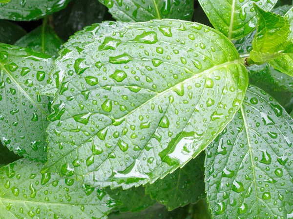 Wassertropfen Auf Grünen Blättern — Stockfoto