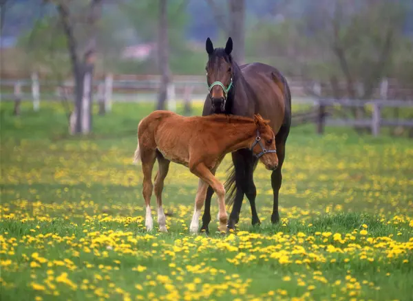 Cavalos Pastando Campo Verde Uma Manhã Ensolarada — Fotografia de Stock