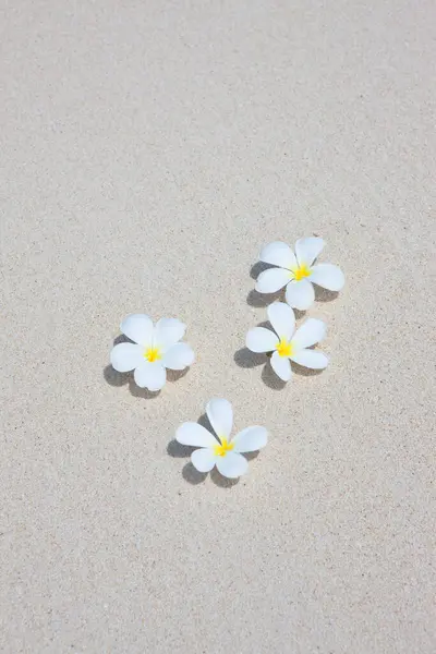 Zblízka Pohled Krásné Bílé Frangipani Květiny Písku — Stock fotografie