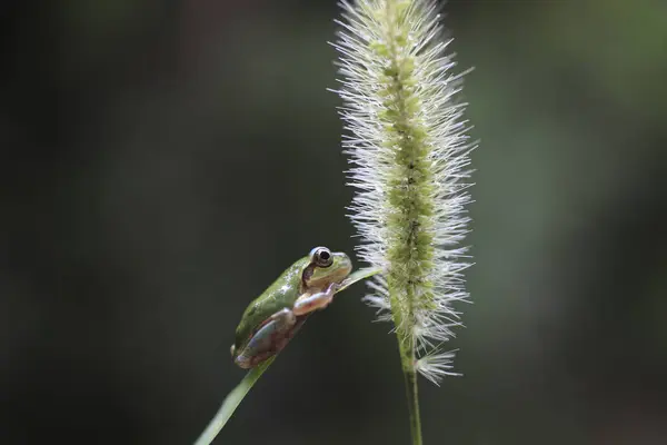 Çiçeğin Üzerinde Oturan Küçük Kurbağa Vahşi Doğada Küçük Bir Amfibiğe — Stok fotoğraf