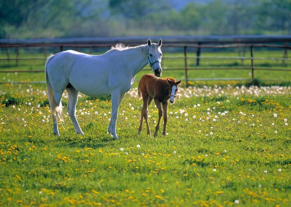 Konie Zielonej Łące Dzień — Zdjęcie stockowe