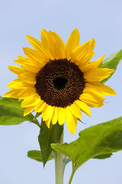 Sonnenblume Vor Blauem Himmel — Stockfoto