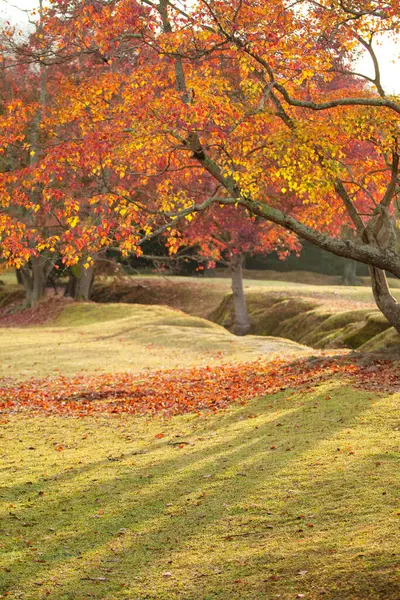 Красивый Осенний Пейзаж Яркими Деревьями Травянистым Газоном — стоковое фото