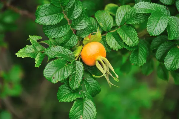 Yeşil Yapraklı Bir Dalda Olgun Portakal Meyvesi — Stok fotoğraf