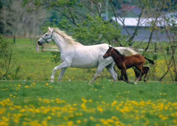 Piękne Konie Pasące Się Zielonym Polu Gospodarstwie — Zdjęcie stockowe