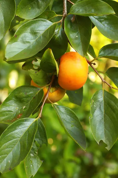 Fruits Kaki Orange Mûrs Sur Les Branches Des Arbres Dans — Photo
