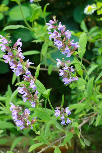 stock image beautiful flowers in the garden