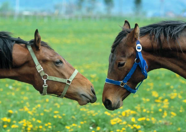 Paarden Grazen Groen Veld Een Zonnige Ochtend — Stockfoto