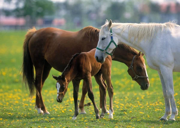 Konie Pasą Się Zielonym Polu Słoneczny Poranek — Zdjęcie stockowe