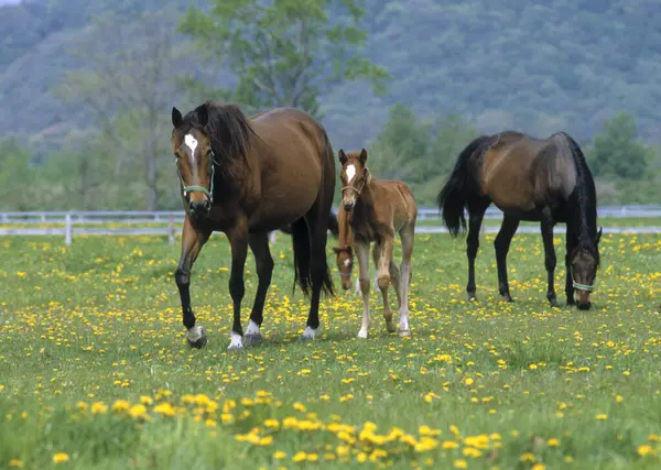 Horses Grazing Green Field Sunny Morning — Stock Photo, Image
