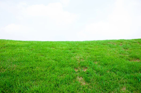 Golf sahasının yeşil çimenleri 