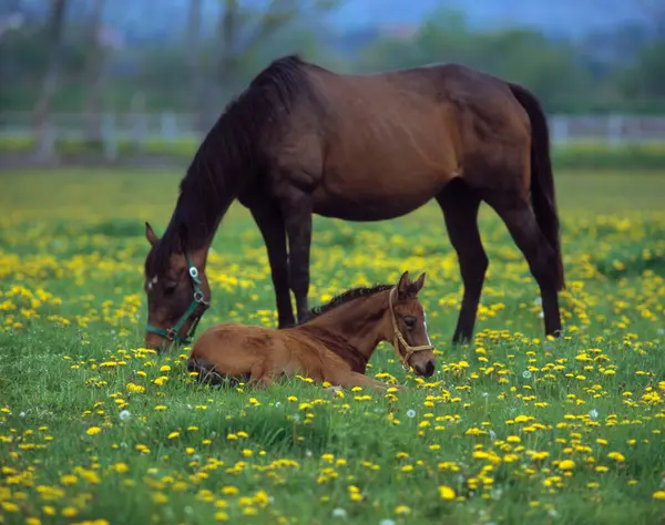 Belos Cavalos Pastando Campo Verde Fazenda — Fotografia de Stock