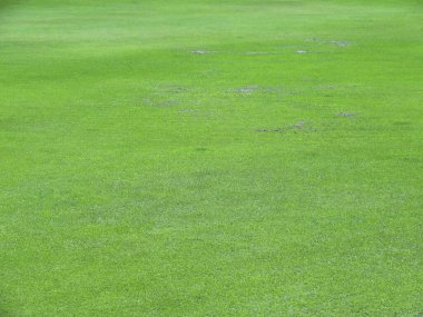 Yeşil çimenli ve golf toplu golf sahası