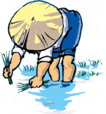 Çiftçi pirinç fideleri dikiyor konik şapka takıyor.