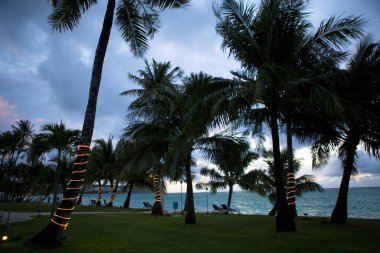 Deniz kıyısındaki palmiye ağaçlarının gövdelerinin etrafında çelenkler.