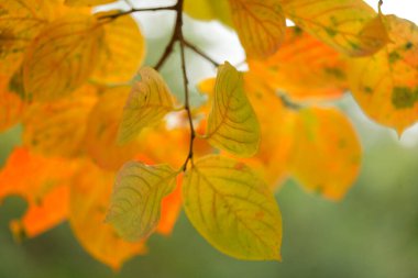 Sonbahar yaprakları, sonbahar bitkileri