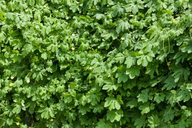 Bitkinin taze yeşil yaprakları