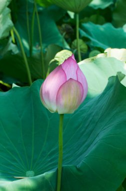 Güzel çiçekler, yakın görüş, doğa konsepti.