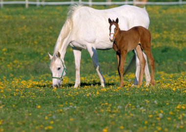 Güneşli bir sabahta yeşil tarlalarda otlayan atlar