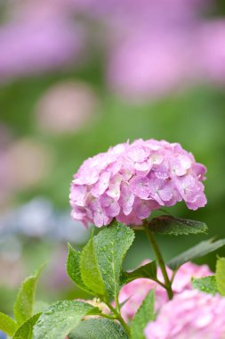 Güzel çiçekler, yakın görüş, doğa konsepti.