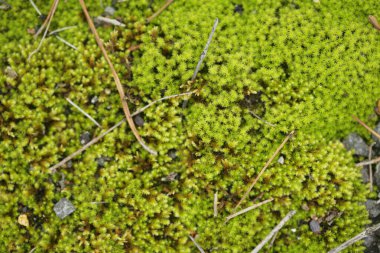 Yeşil yapraklı yosun.