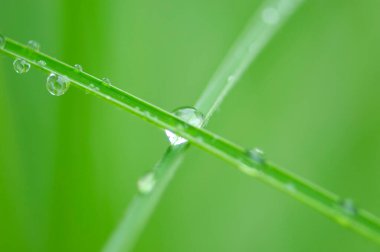 Taze yeşil yaprakların üzerine su damlaları düşer. Makro fotoğrafçılık