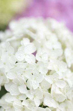 Renkli çiçeklerin arkaplan resmi