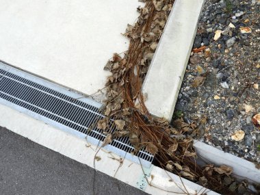 Kuru kahverengi yapraklar ve beton kaldırım kenarı boyunca karışık sarmaşıklar.