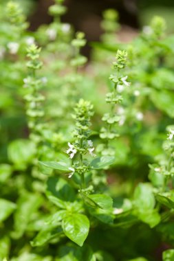Bahçedeki taze nane şekerini kapat.