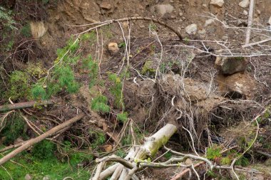 Topraktaki devrilmiş ağaçların kökleri 