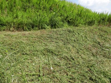 Güneşli yaz gününde yeşil çimen tarlası