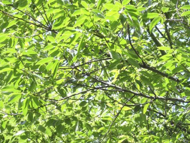 Ormanda yeşil yapraklar